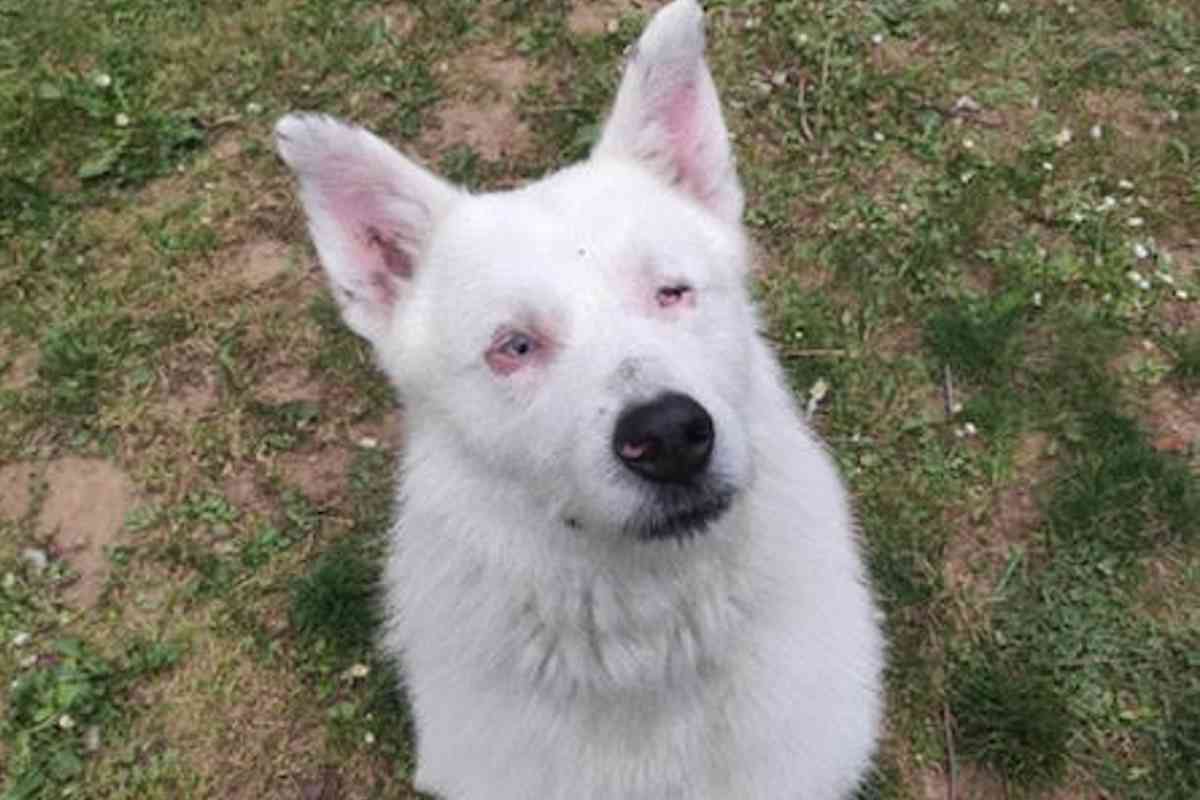 Sette anni in catena, ora Egan, cane ipovedente e ipoacustico, cerca casa, ha bisogno di una famiglia speciale