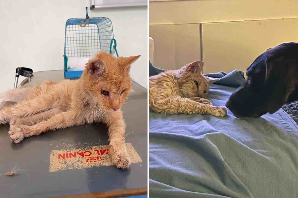 A Riccione, una famiglia ha ritrovato il proprio gatto scomparso nel 2019: un ritorno inatteso che ha emozionato tutto il quartiere.